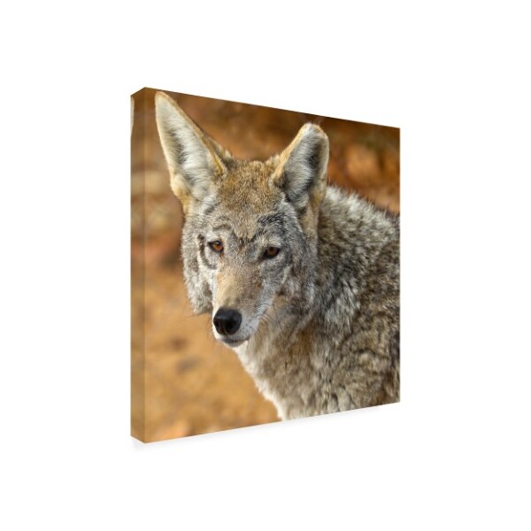 Mitch Catanzaro 'Coyote In The Desert' Canvas Art,24x24